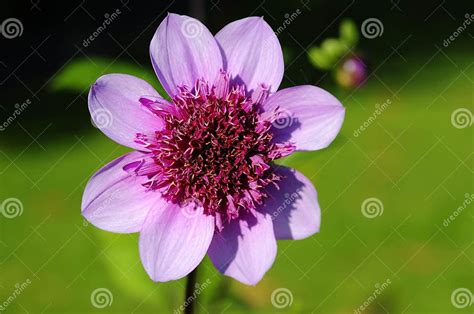 rosa tudor otto petali
